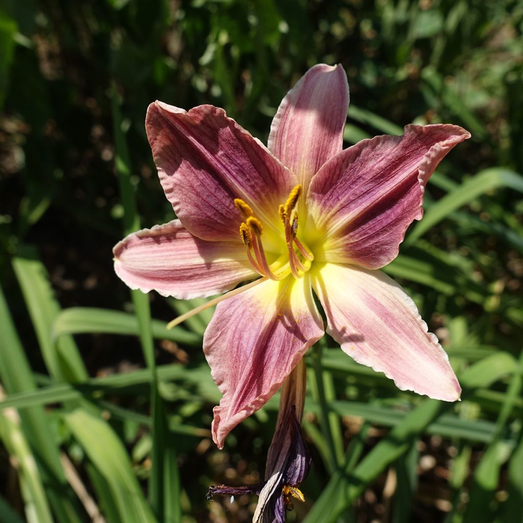 Hemerocallis Carmen Marie - Taglilie