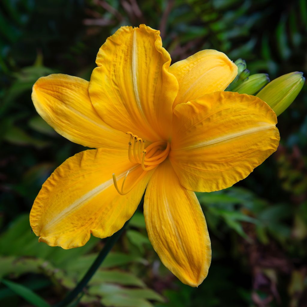 Hemerocallis Cartwheels - Taglilie