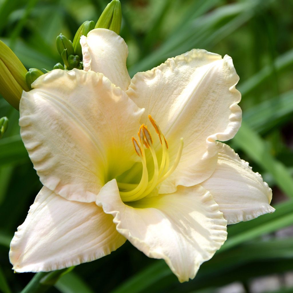 Hemerocallis Chateau Blanc - Taglilie