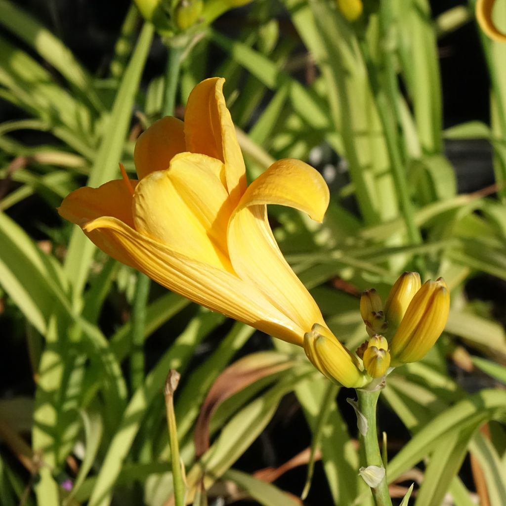 Hemerocallis Chicago Sunrise - Taglilie