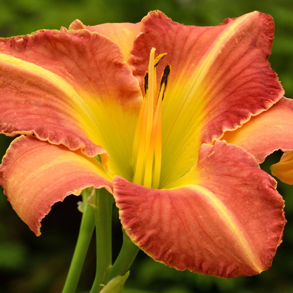 Hemerocallis Crackling Rosie - Taglilie