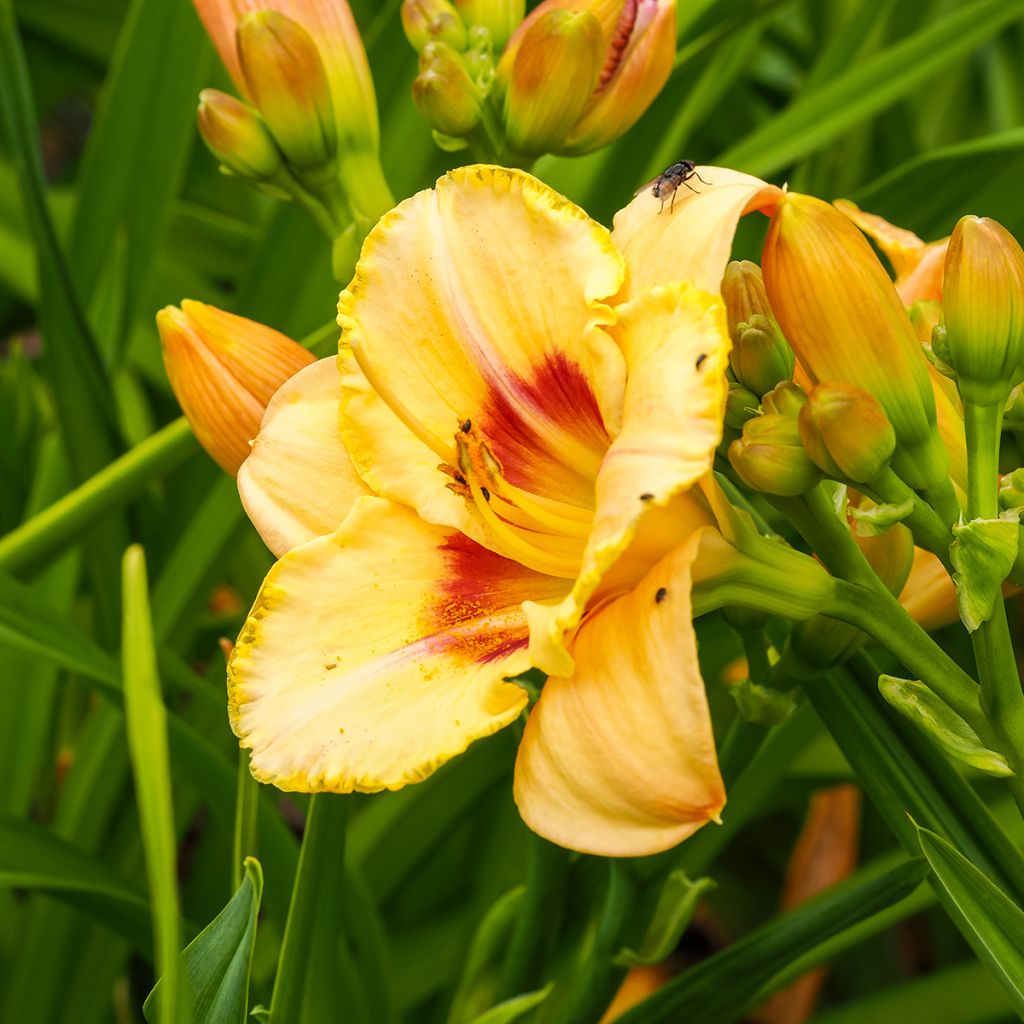 Hemerocallis Custard Candy - Taglilie