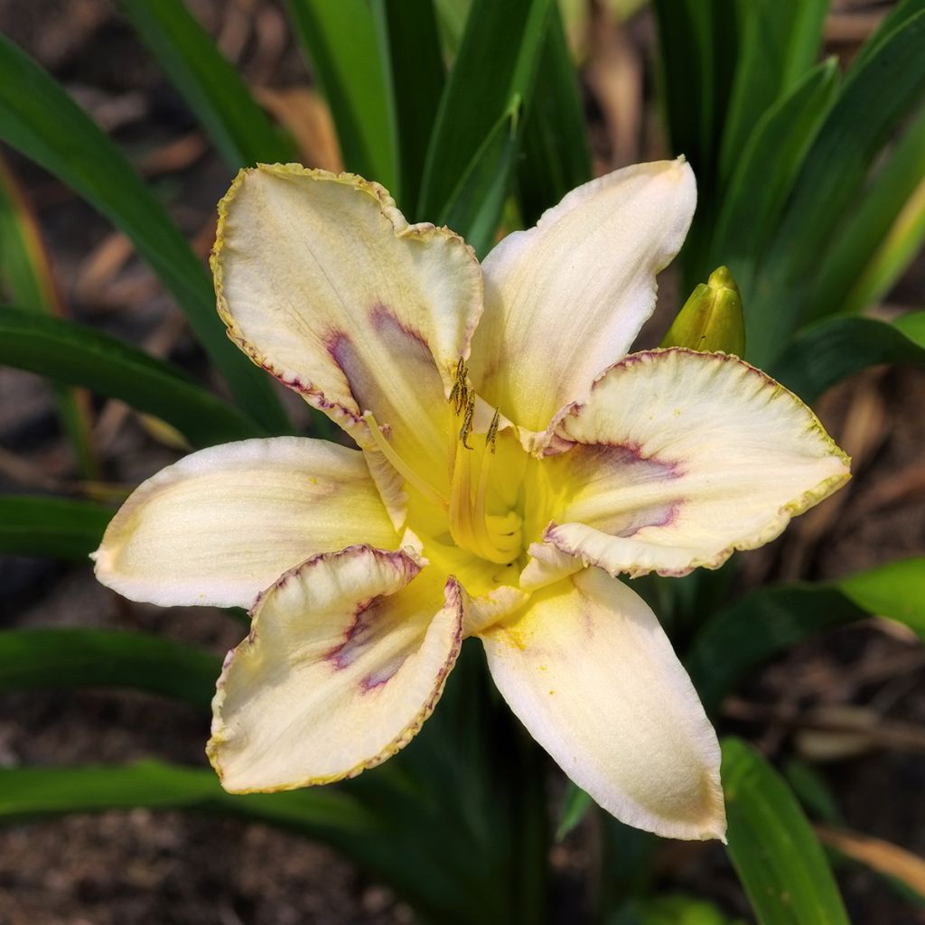 Hemerocallis Destined to See - Taglilie