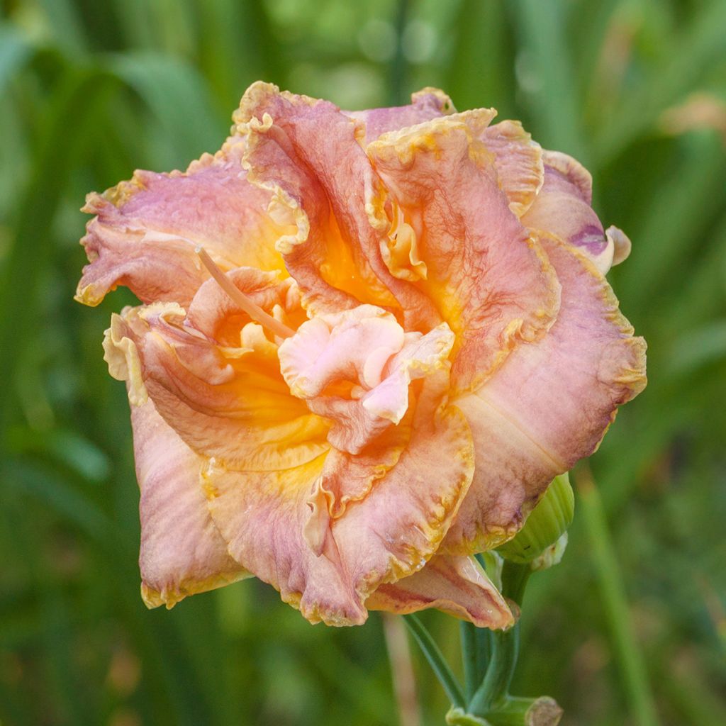 Hemerocallis Double Pink Peony - Taglilie