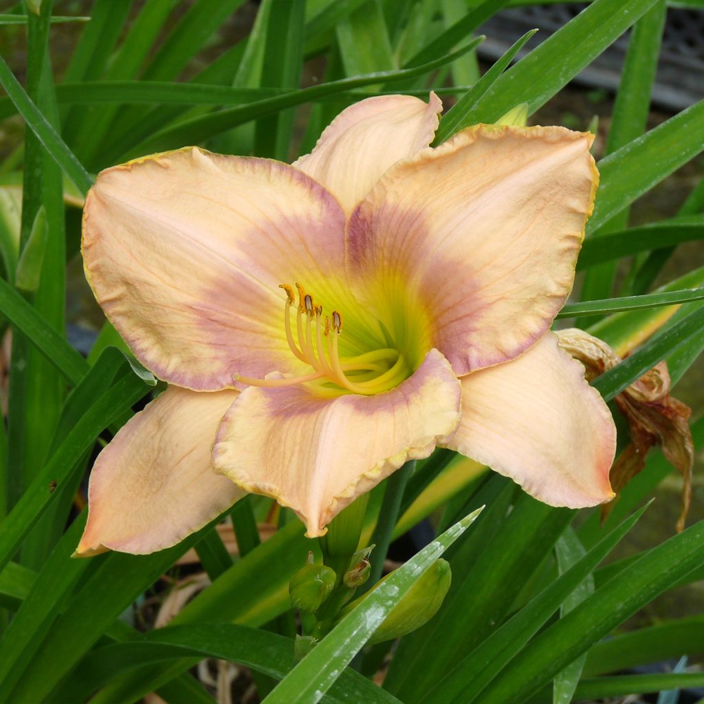 Hemerocallis Elegantissima - Taglilie