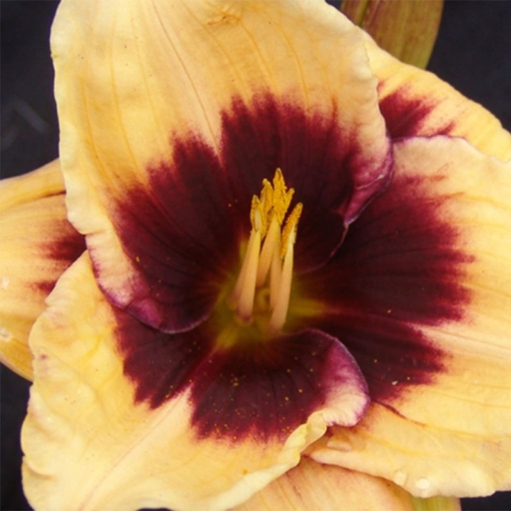 Hemerocallis Eye of Newt - Taglilie