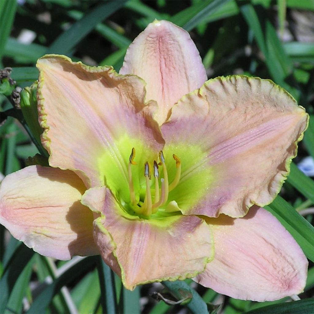 Hemerocallis Graceland - Taglilie