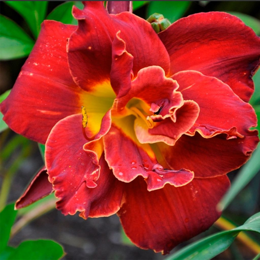 Hemerocallis Highland Lord - Taglilie