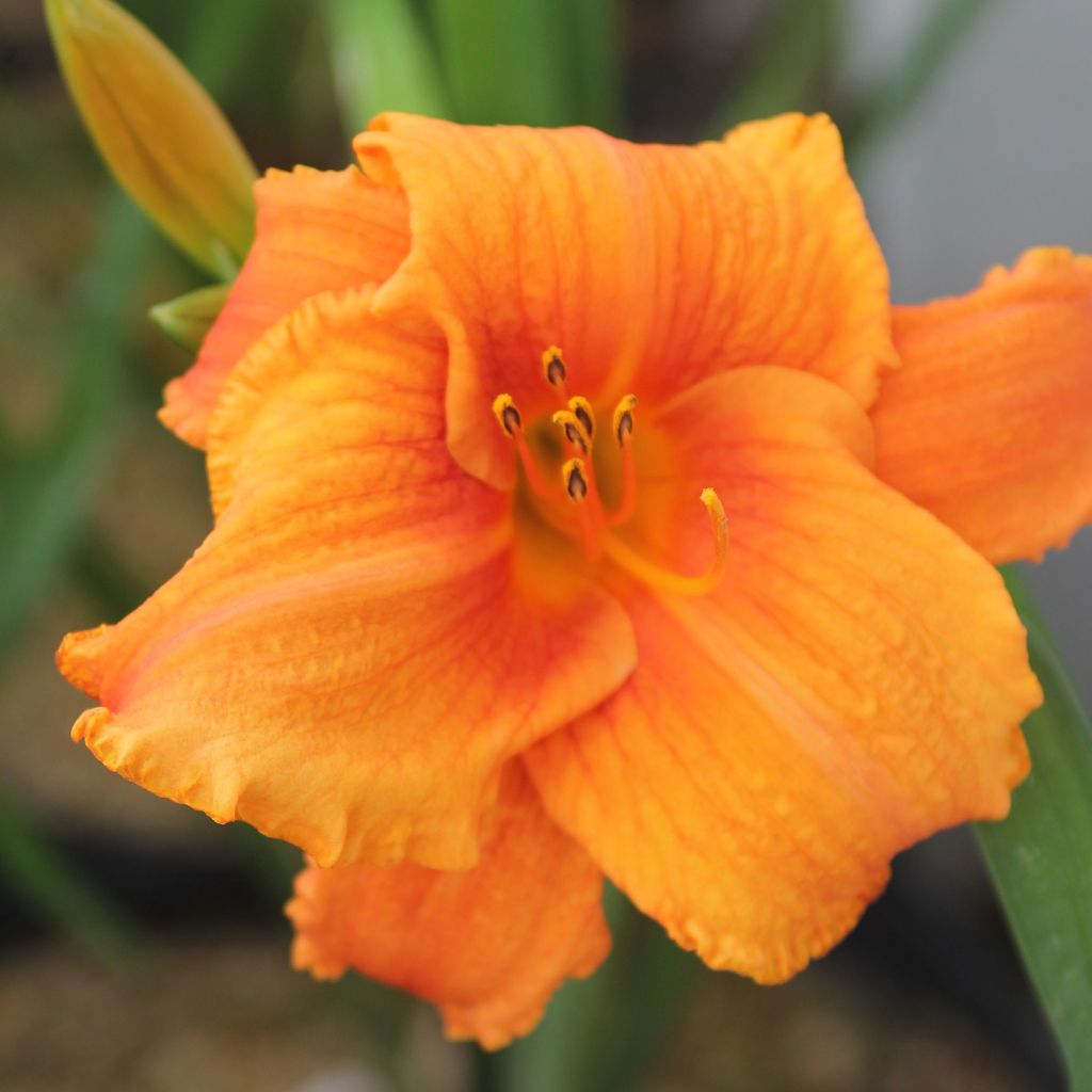 Hemerocallis Hot Wire - Taglilie