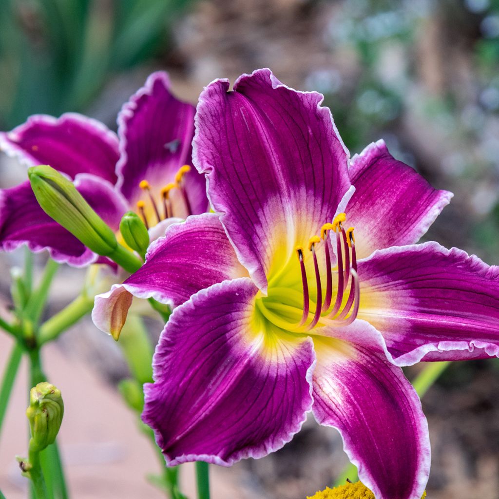 Hemerocallis Indian Giver - Taglilie