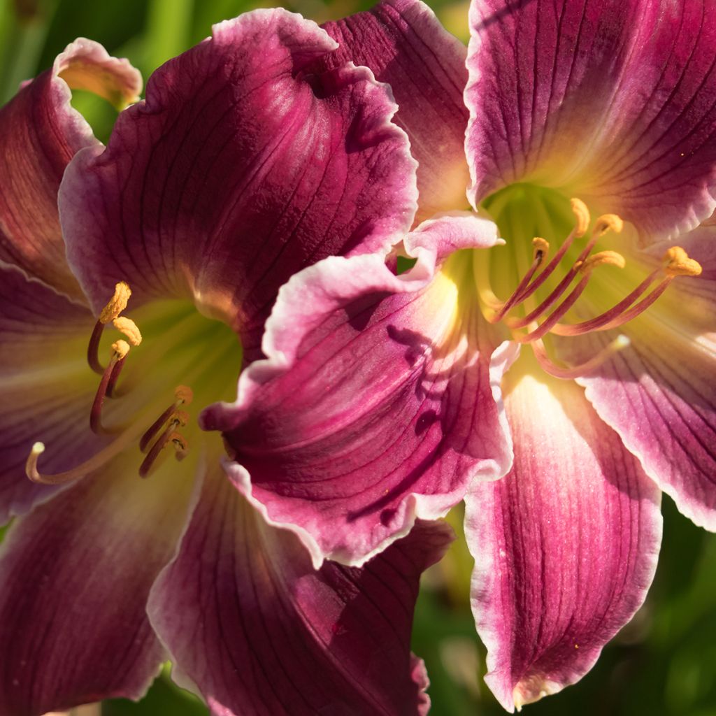 Hemerocallis Indian Giver - Taglilie