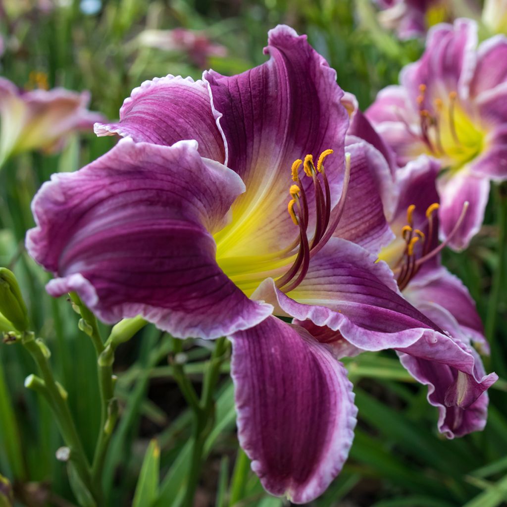 Hemerocallis Indian Giver - Taglilie
