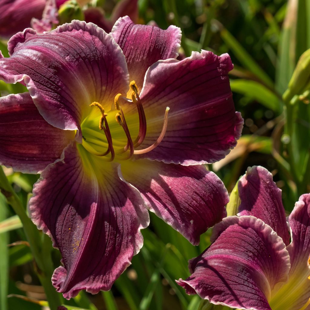 Hemerocallis Indian Giver - Taglilie