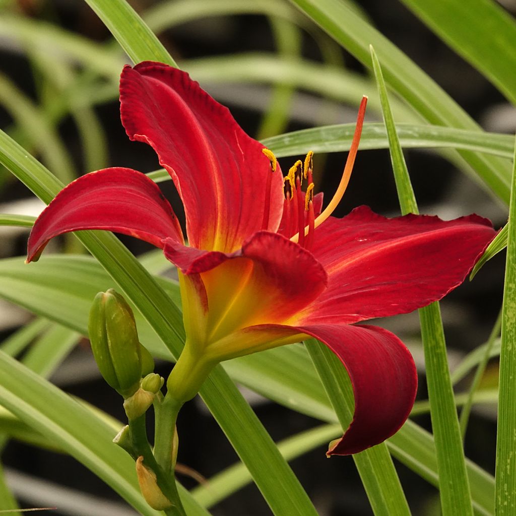 Hemerocallis Jolly Hearts - Taglilie