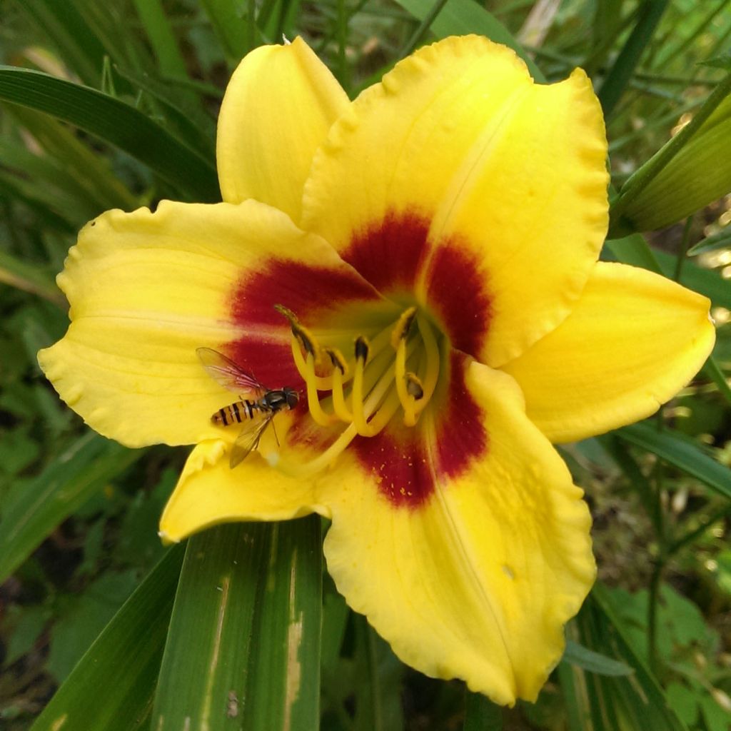 Hemerocallis Little Cadet - Taglilie