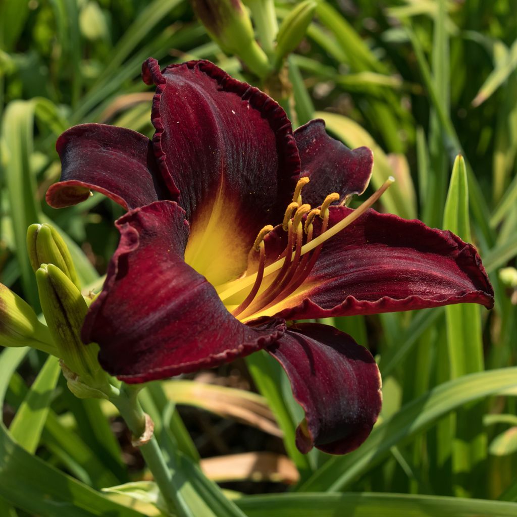 Hemerocallis Midnight Magic - Taglilie