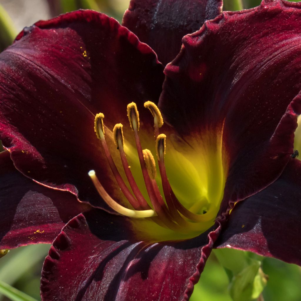 Hemerocallis Midnight Magic - Taglilie