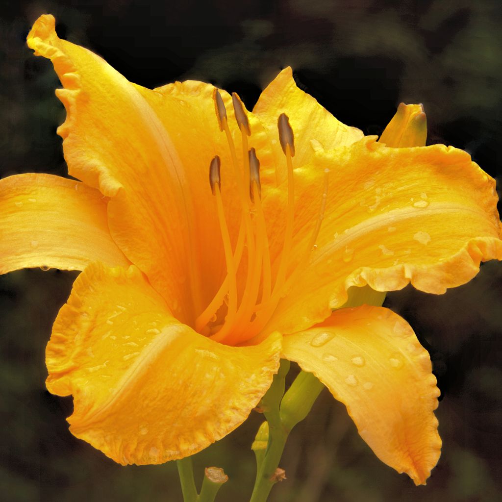 Hemerocallis Ruffled Apricot - Taglilie