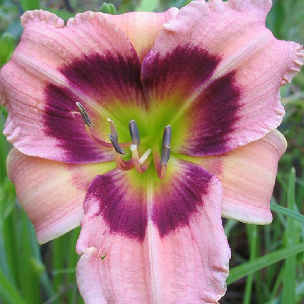 Hemerocallis Siloam Bo Peep - Taglilie