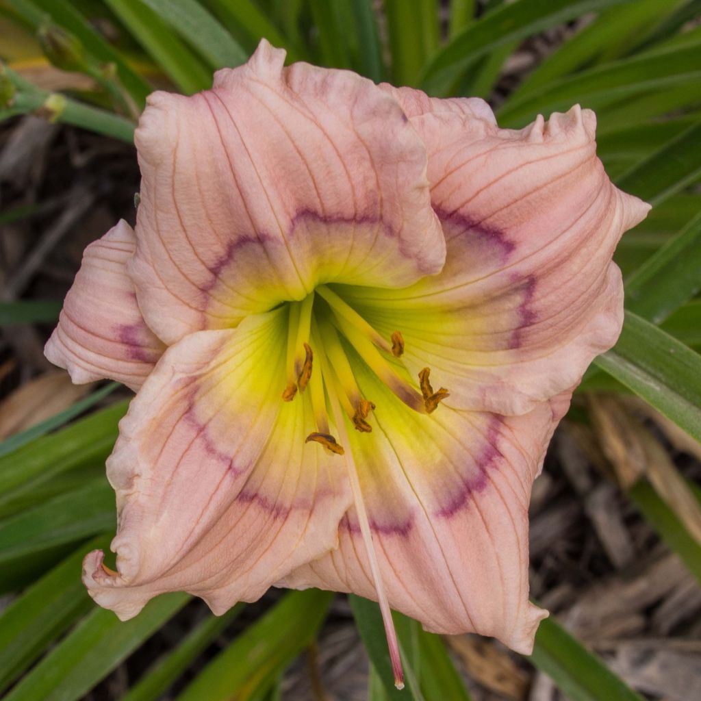 Hemerocallis Siloam David Kirchhoff - Taglilie