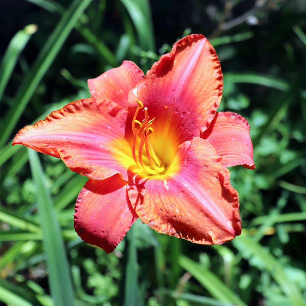Hemerocallis South Seas - Taglilie