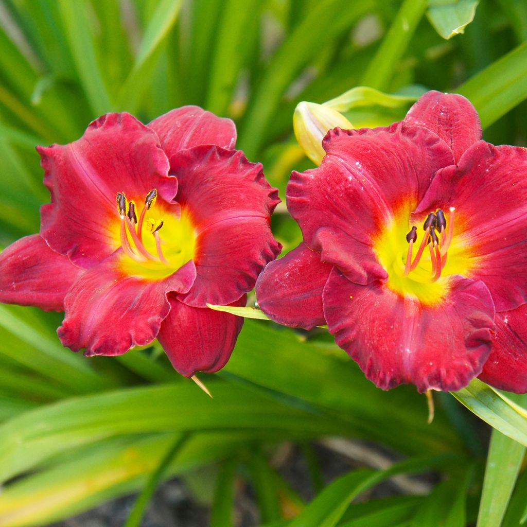 Hemerocallis Study in Scarlet - Taglilie