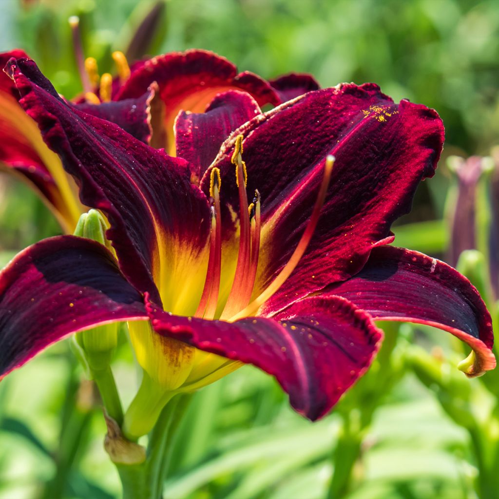 Hémérocalle Sweet Hot Chocolate