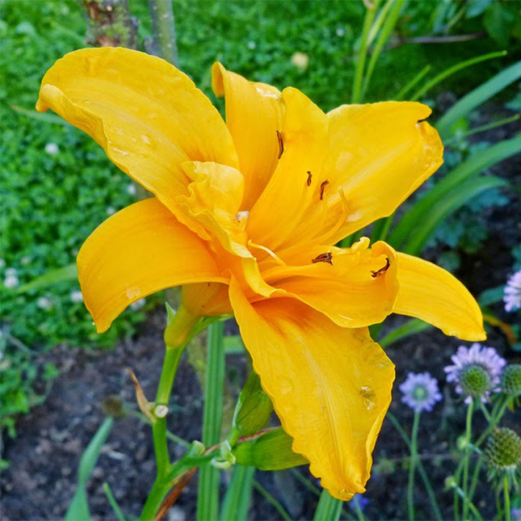 Hemerocallis Three Tears - Taglilie