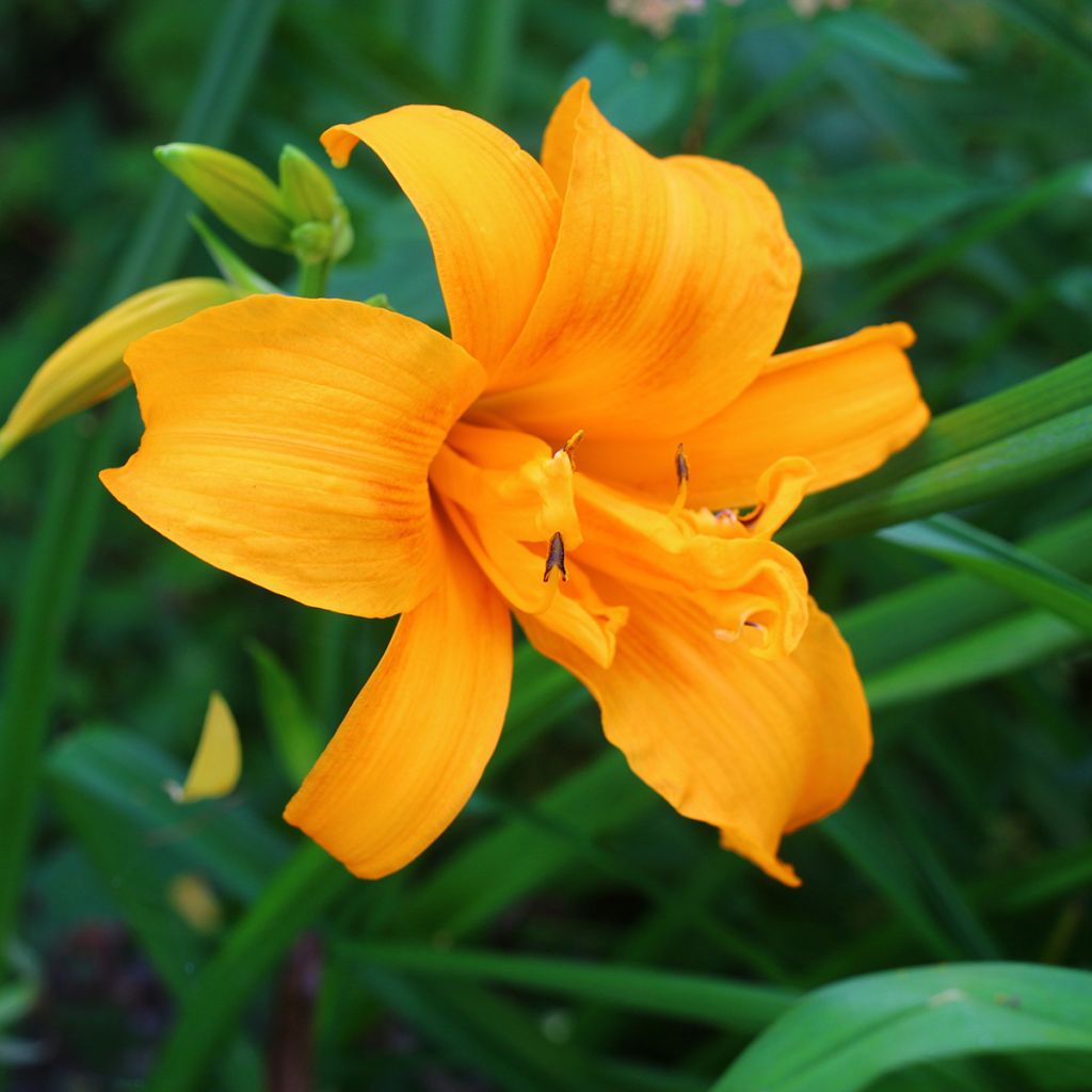 Hemerocallis Three Tears - Taglilie