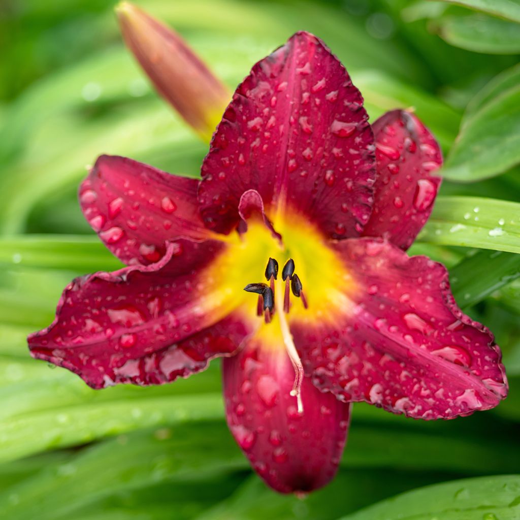 Hemerocallis Vintage Bordeaux - Taglilie
