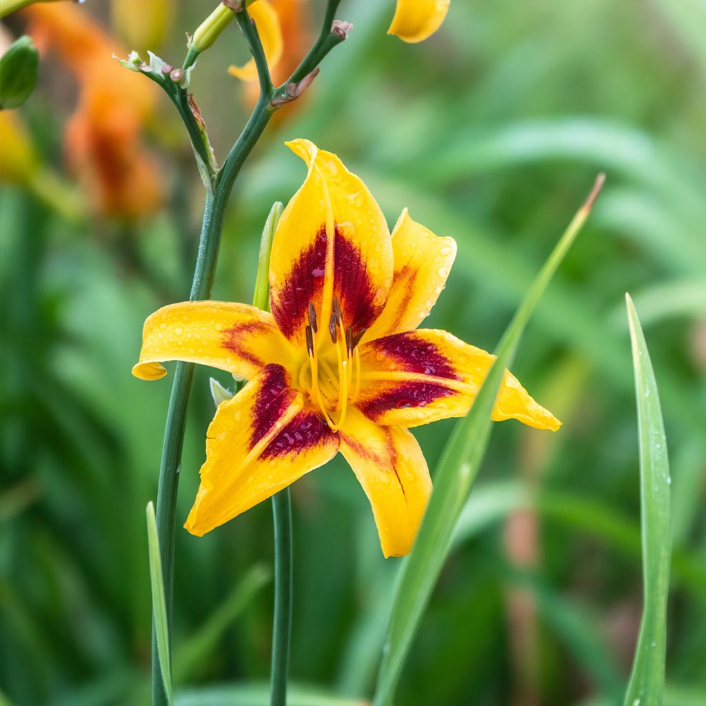 Hemerocallis Bonanza - Taglilie