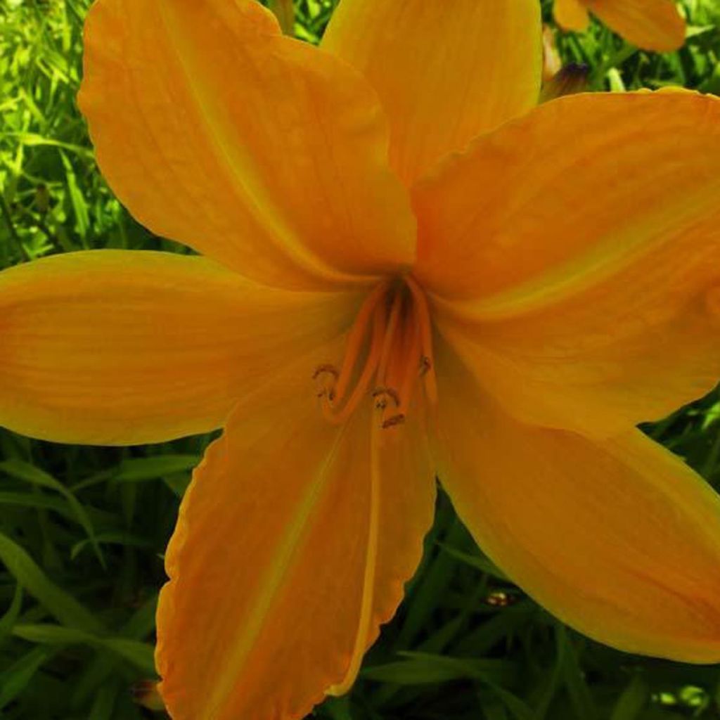 Hemerocallis Cartwheels - Taglilie