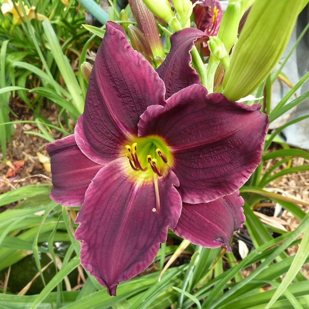 Hemerocallis Grape Velvet - Taglilie