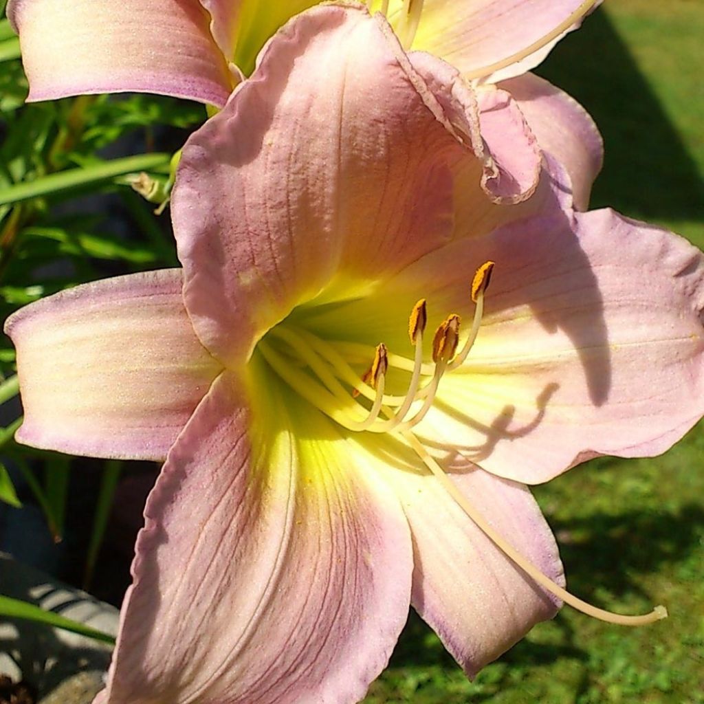 Hemerocallis Hazel Monette - Taglilie