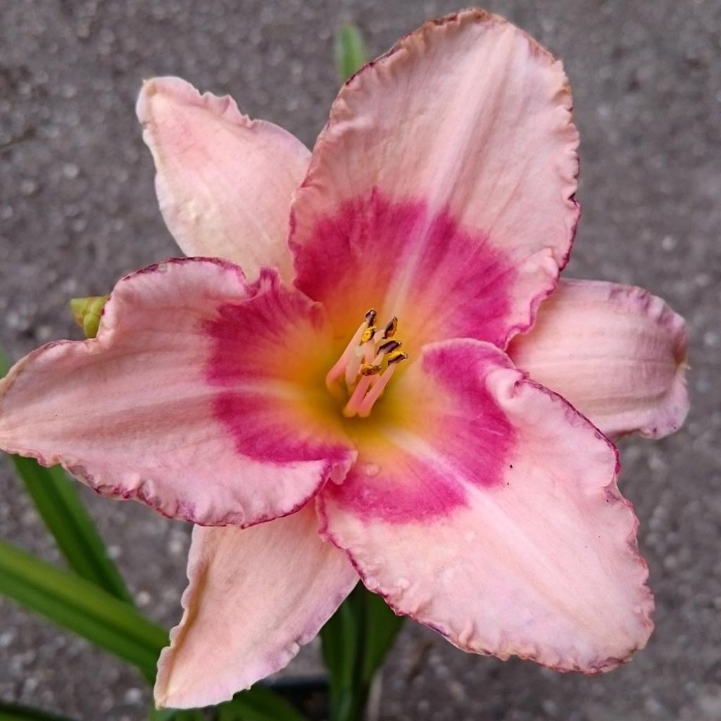 Hemerocallis Strawberry Fields For Ever - Taglilie
