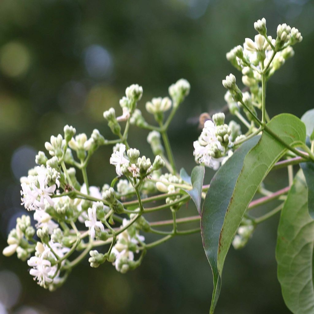 Sieben-Glocken Tianshan - Heptacodium miconioides