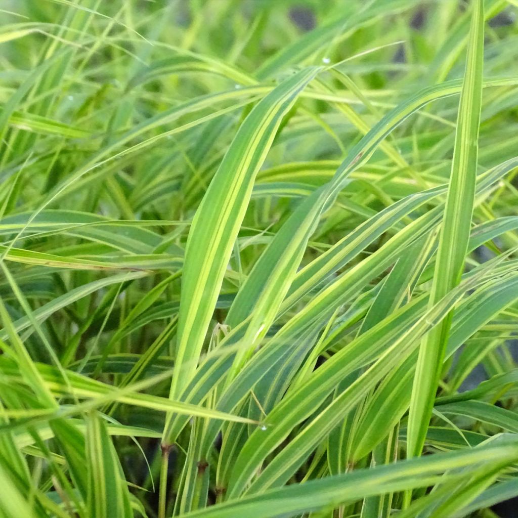 Herbe du Japon - Hakonechloa macra Albostriata