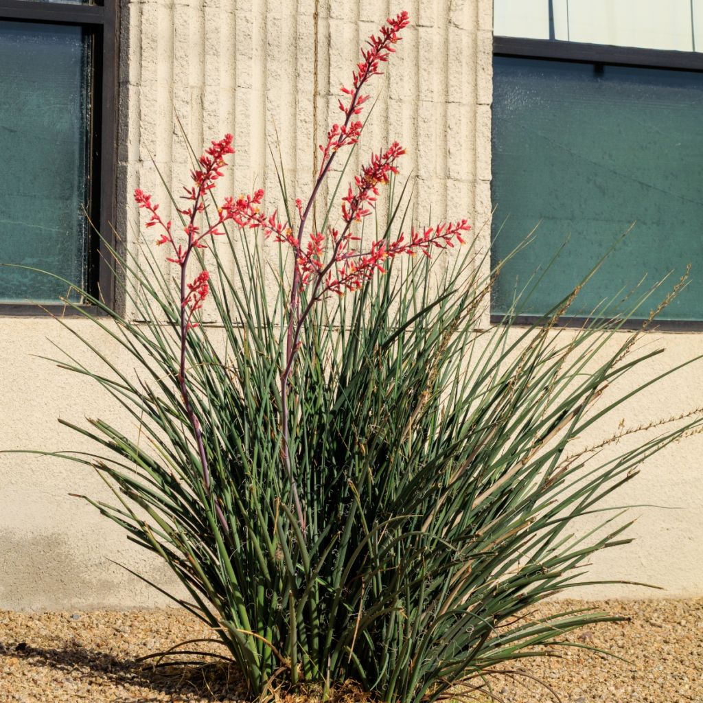 Hesperaloe parviflora Arizona Sunrise - Rote Yucca