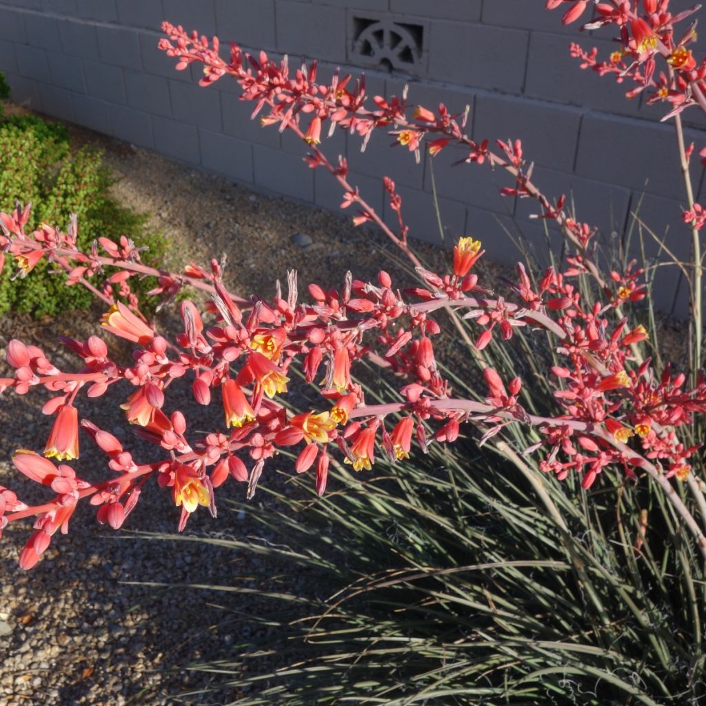 Hesperaloe parviflora Arizona Sunrise - Rote Yucca