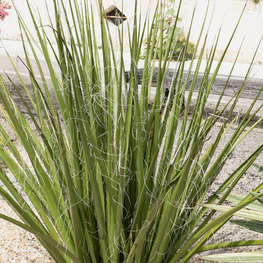 Hesperaloe parviflora Yellow Sun - Rote Yucca