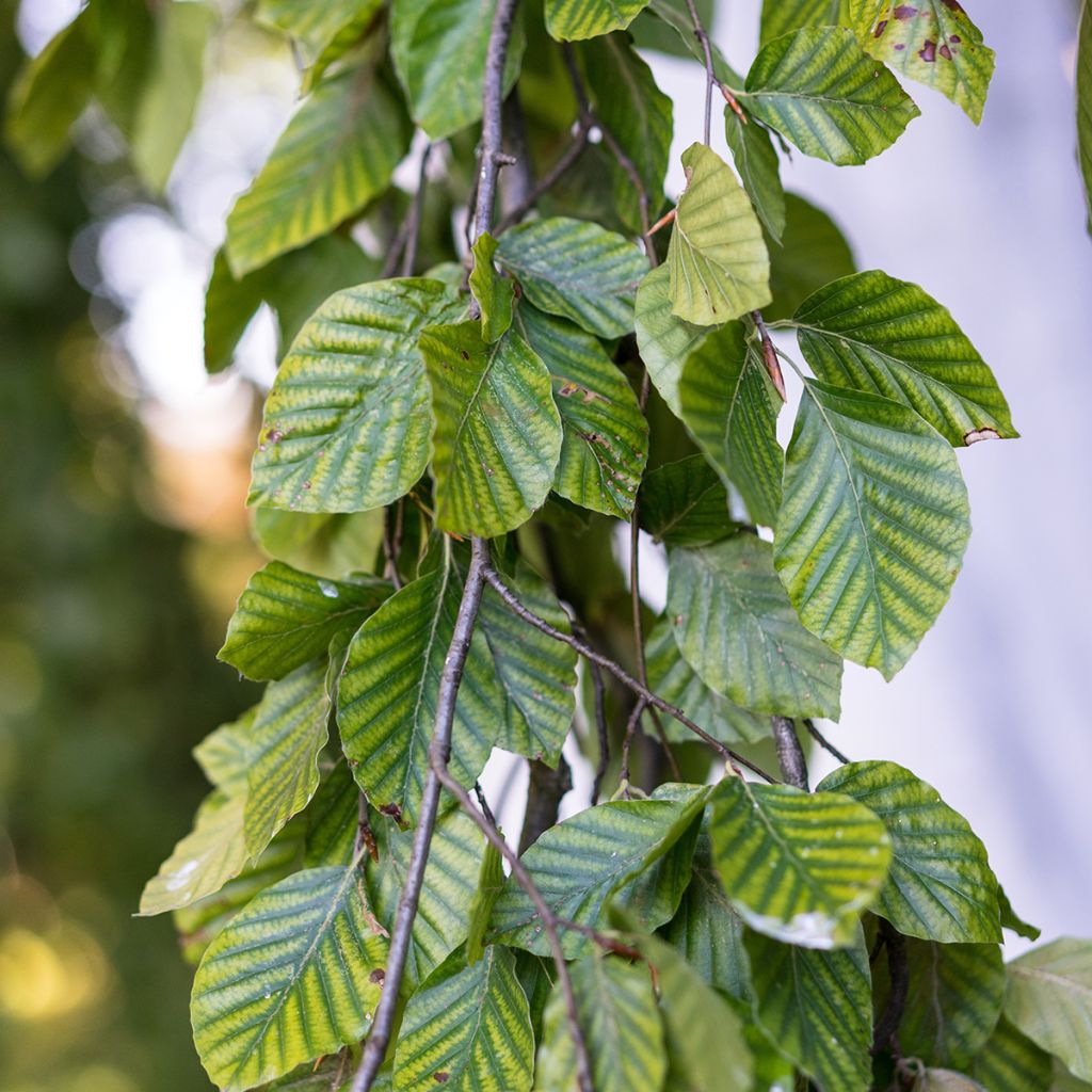 Rotbuche Pendula - Fagus sylvatica