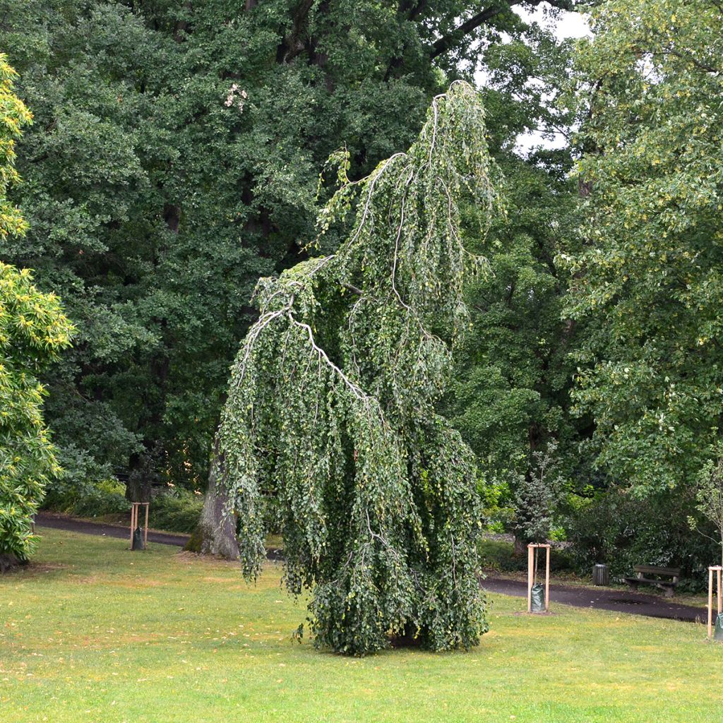 Rotbuche Pendula - Fagus sylvatica