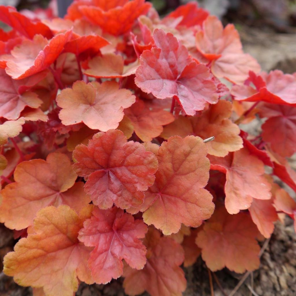 Heuchera Caribbean Sea - Purpurglöckchen
