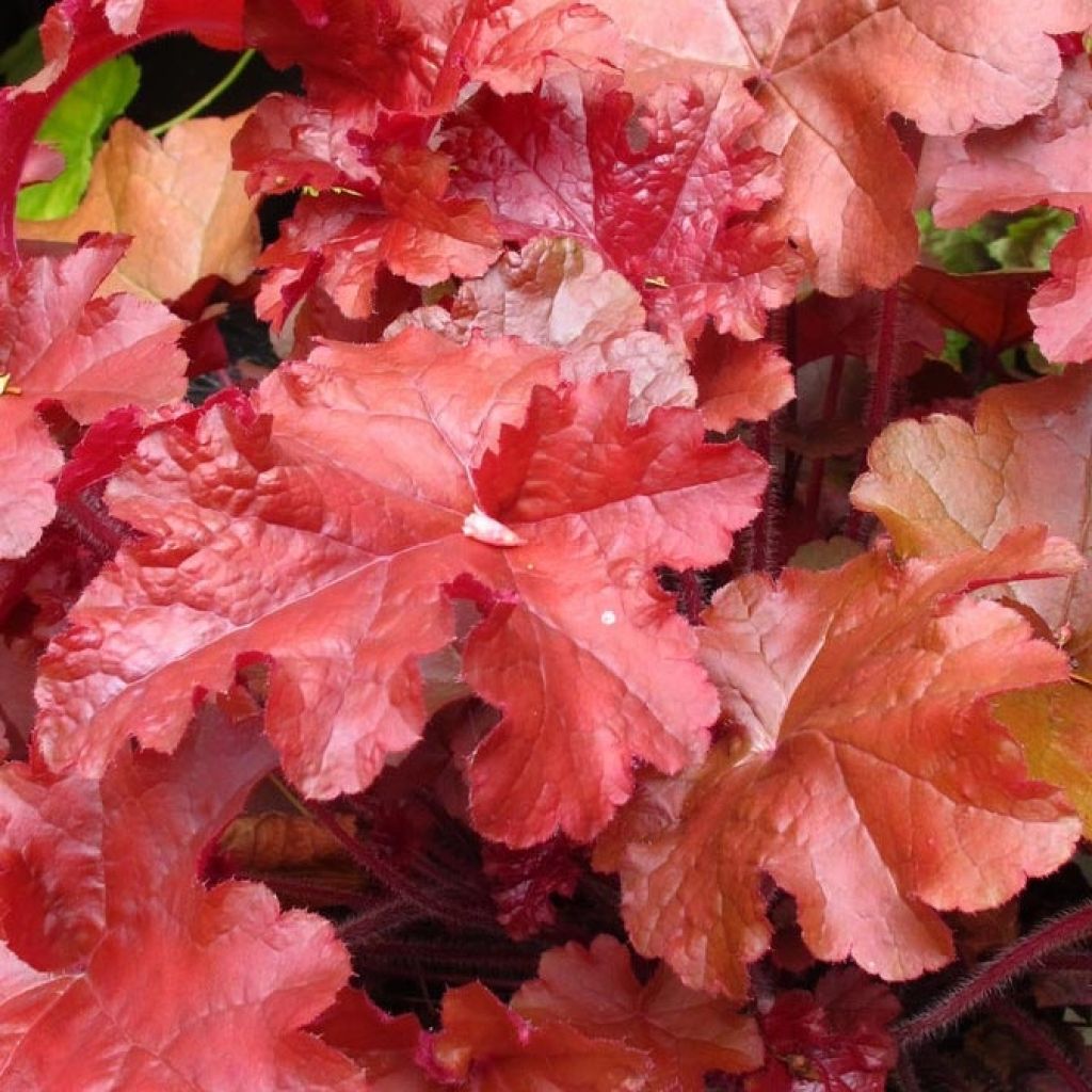 Heuchera Coral Sea - Purpurglöckchen
