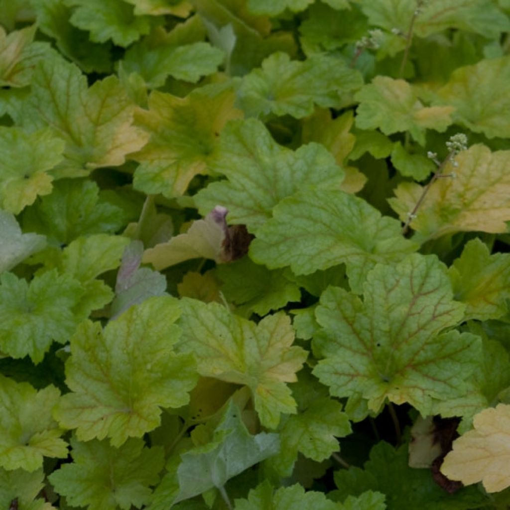 Heuchera Electric Lime - Purpurglöckchen