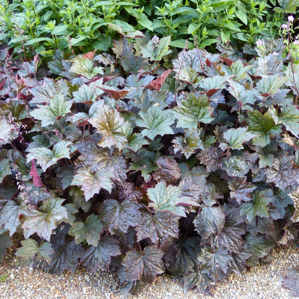 Heuchera micrantha var.diversifolia Palace Purple - Purpurglöckchen