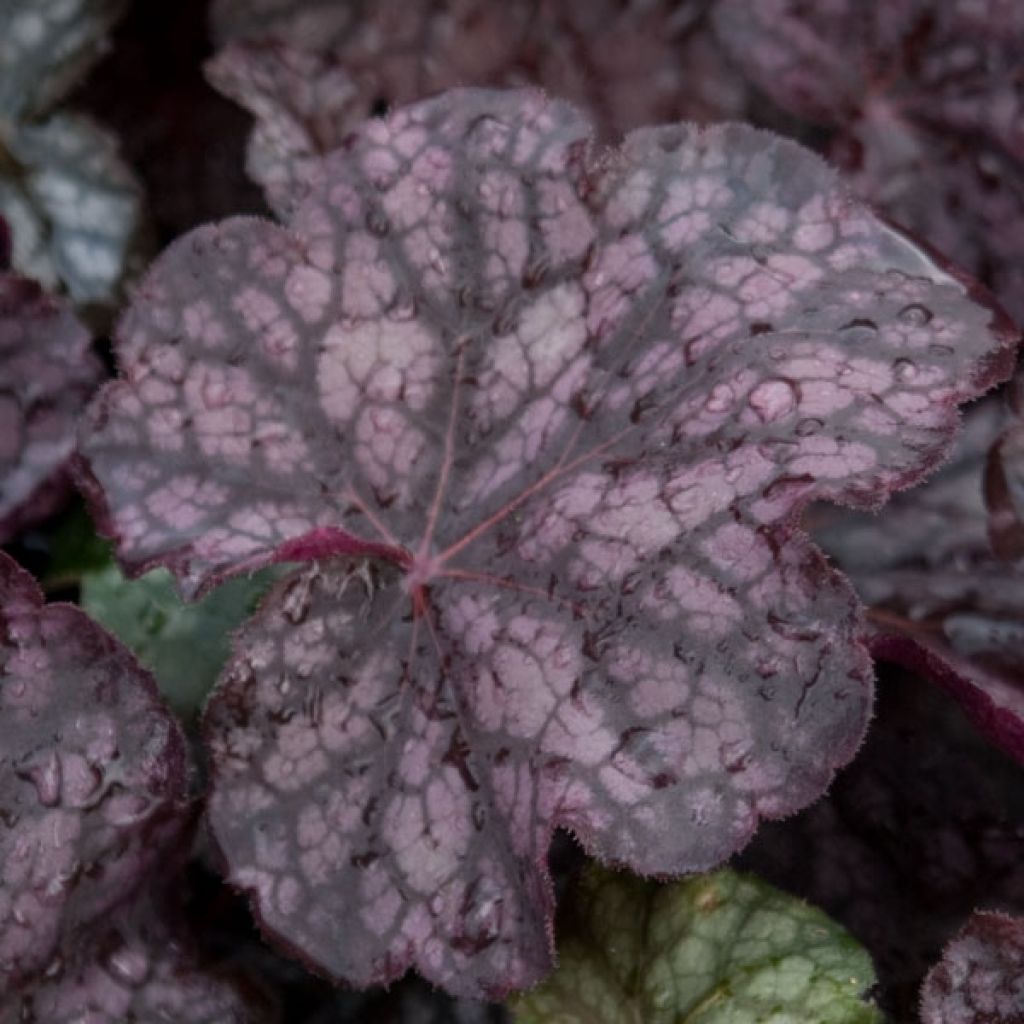 Heuchera Velvet Night - Purpurglöckchen