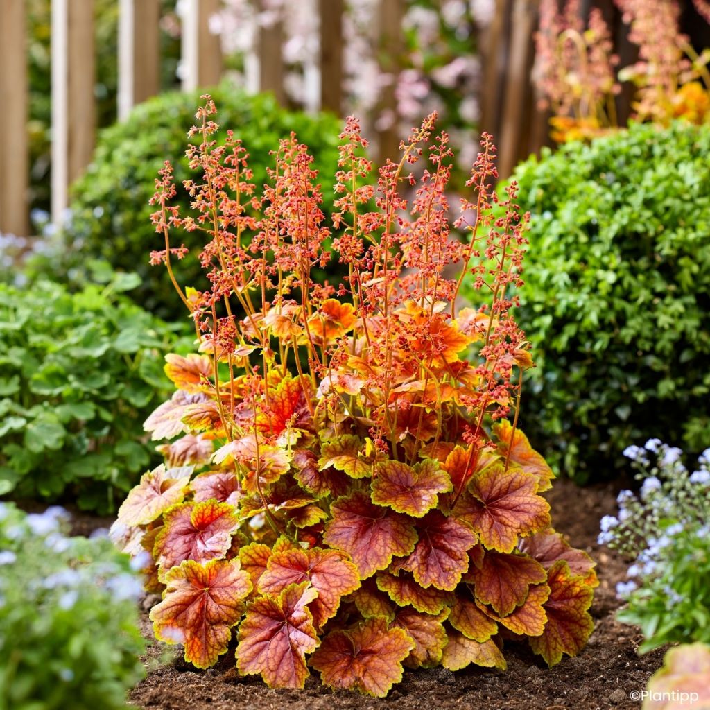 Heuchera Eternal Flame - Purpurglöckchen