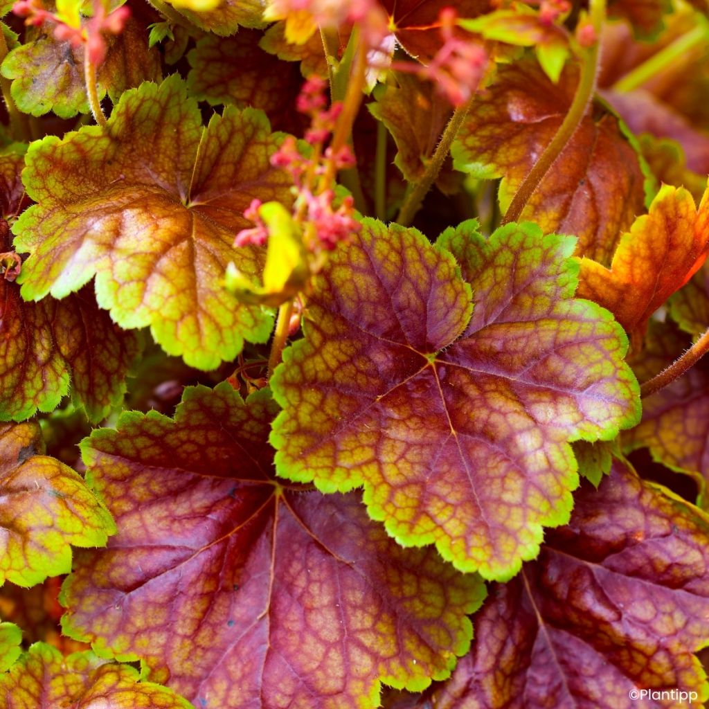 Heuchera Eternal Flame - Purpurglöckchen