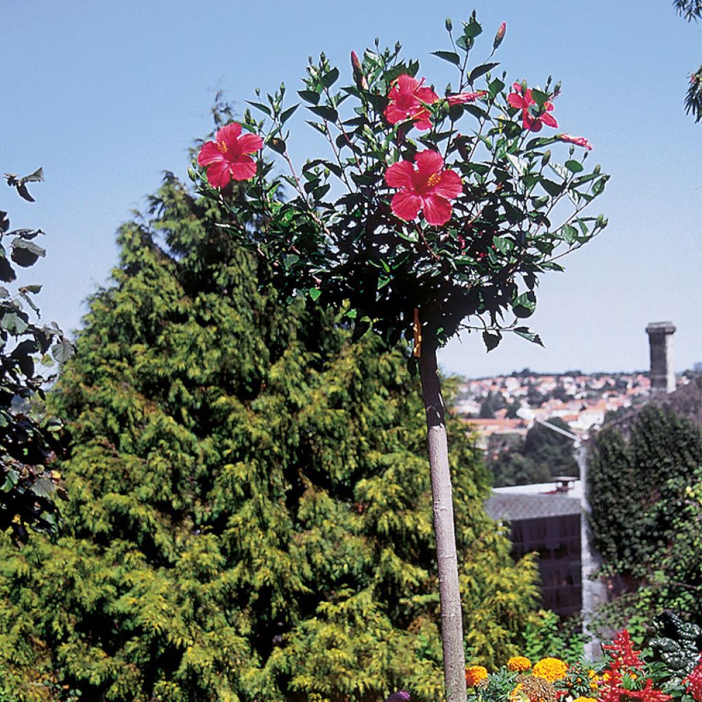 Hibiscus Sunny Cities Premiere Red (Samen)